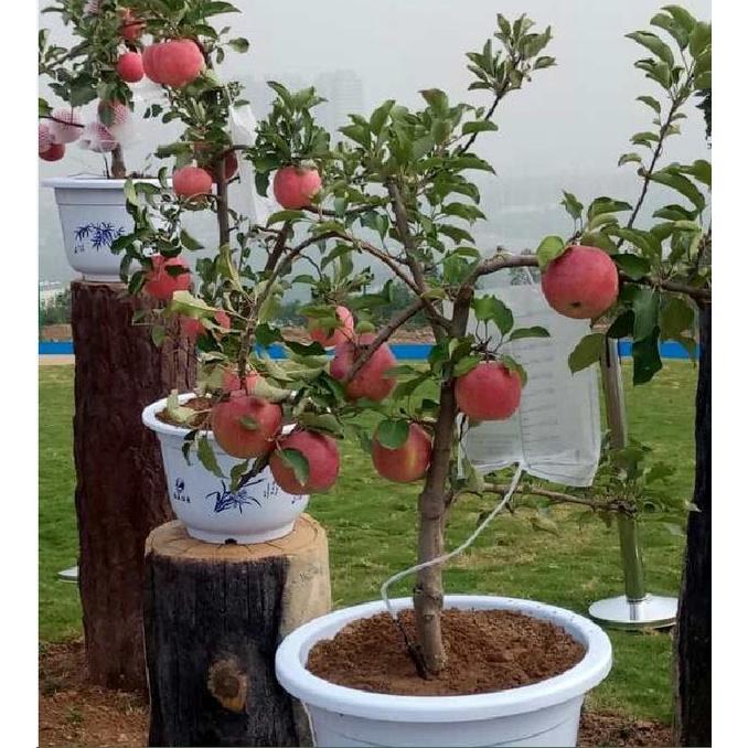 Hạt giống cây táo lùn Mỹ,Táo Bonsai- Gói 10 hạt/tặng kèm gói phân bón lót