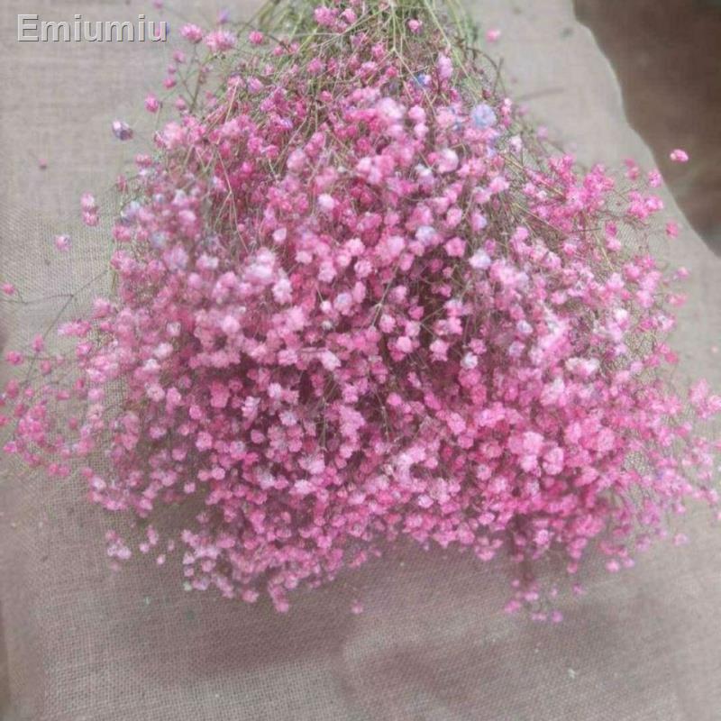 ✚Hoa gypsophila tự nhiên
