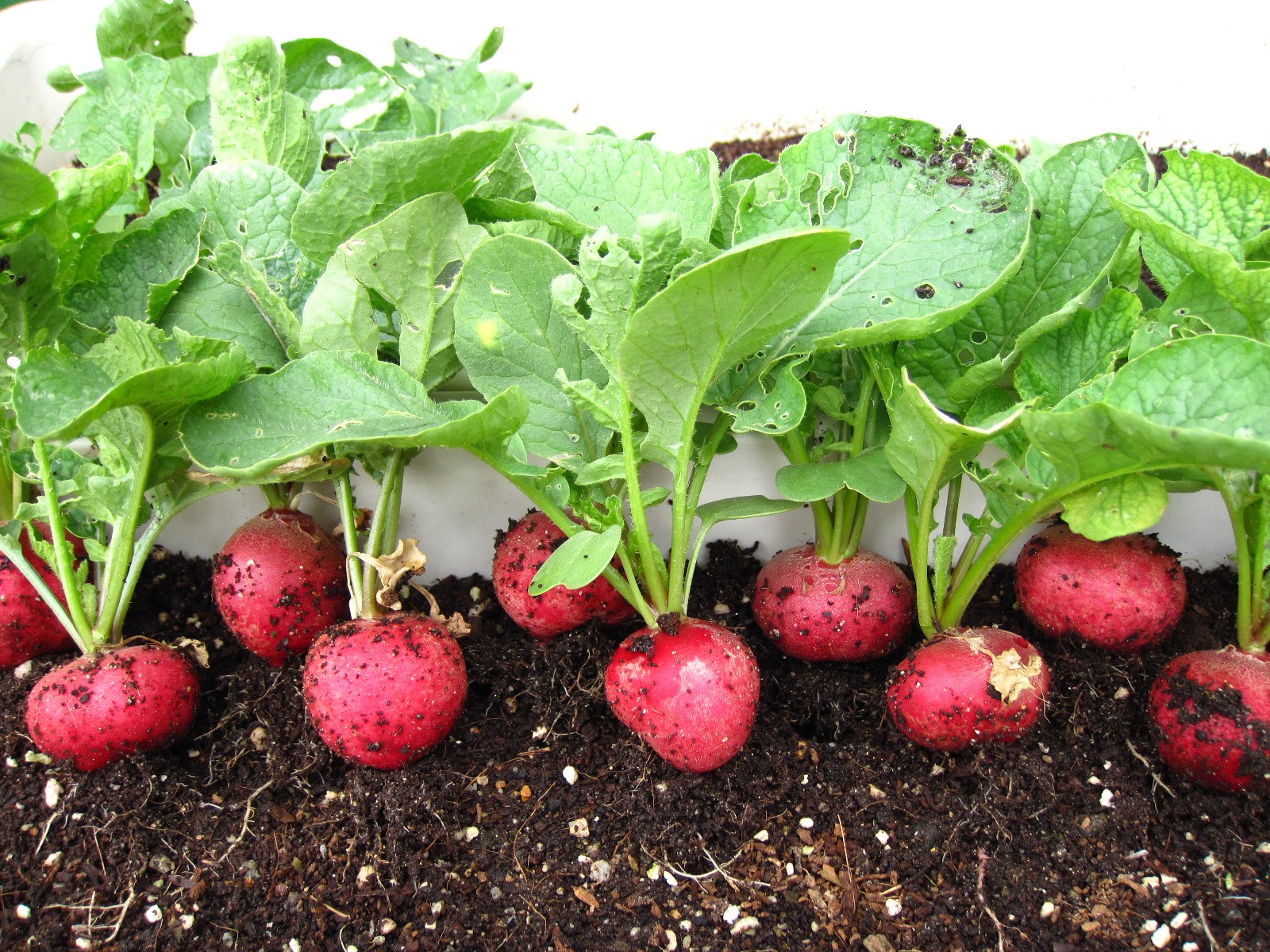 10GR 900.HẠT Hạt Giống Củ Cải Đỏ Cherry