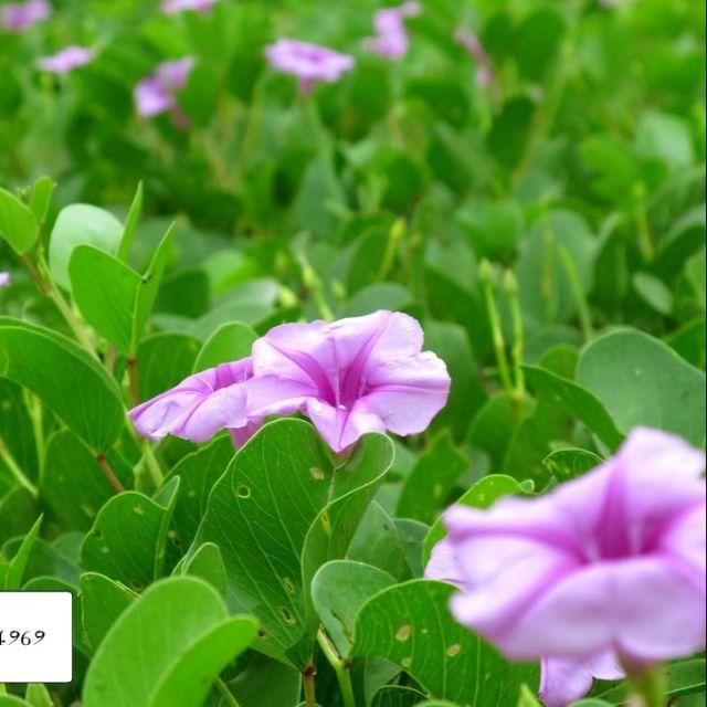 Rau muống biển khô 1kg