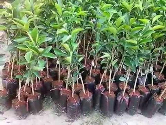 Cây cam xoàn, cây CAM XOÀN ghép, cây giống to khỏe nguyên bầu, năng suất cao, chất lượng tốt, cam kết cây giống