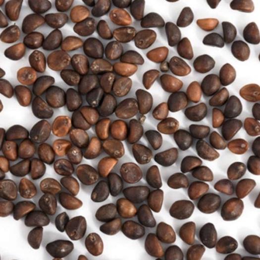 Hạt giống Rau muống lá tre, đóng gói 50gr hoặc gói 100gr cực dễ trồng