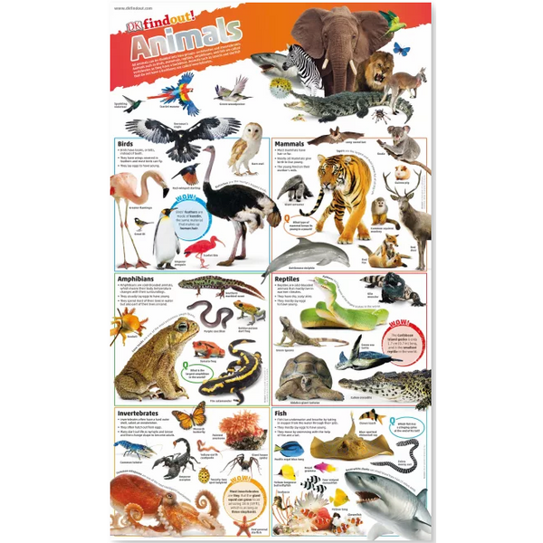 DKfindout! Animals Poster