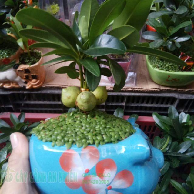 Cây cảnh trang trí