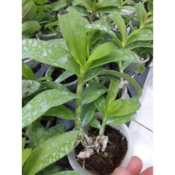 Hoa phong lan - 5ct quảng bình