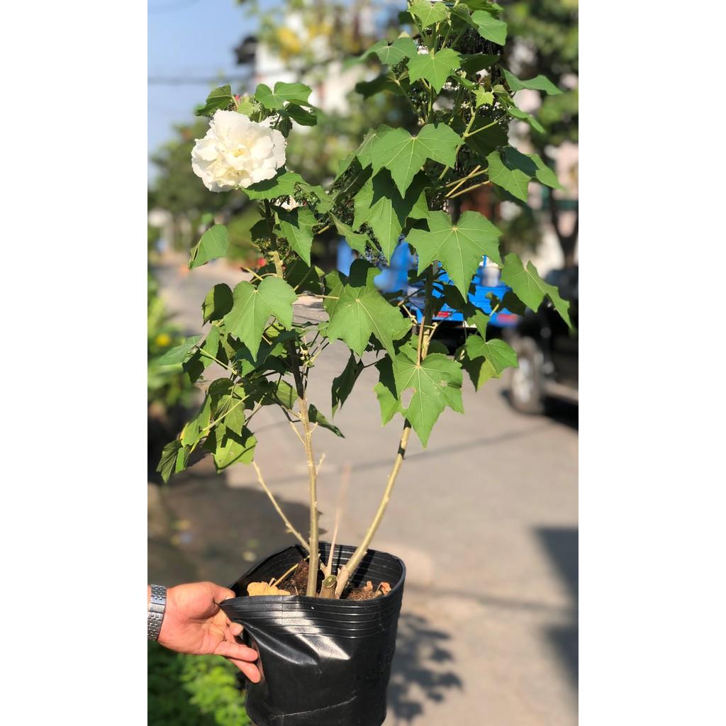 Chậu cây hoa Phù Dung cao 70 - 90 cm