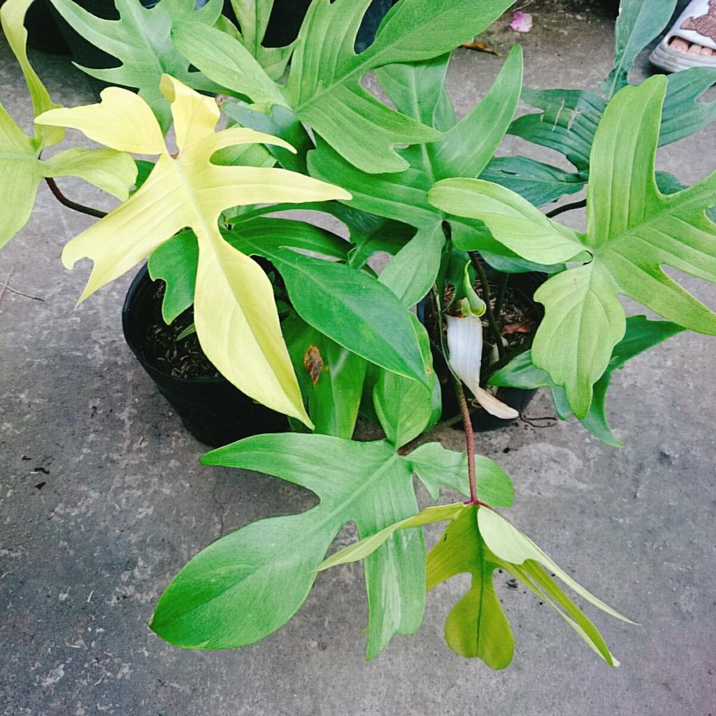 Trầu Bà Cánh Én Vàng - Philodendron Florida Ghost
