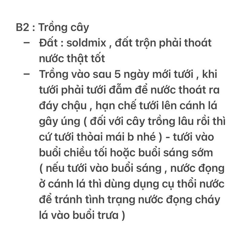 Sen Đá Thược Dược - size Bầu