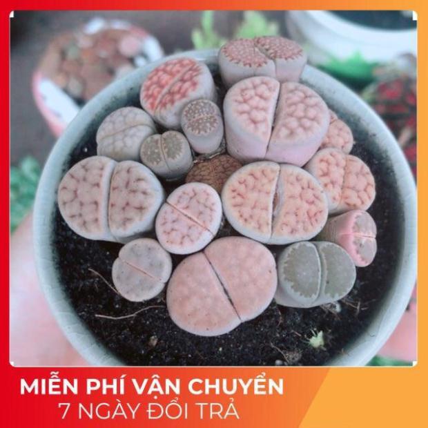 Chậu Cây Thạch Lan