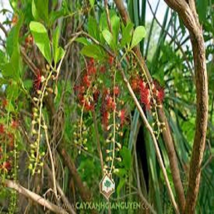 CÂY GIỐNG CÂY LỘC VỪNG-CÂY PHONG THỦY TÀI LỘC - CGCLV