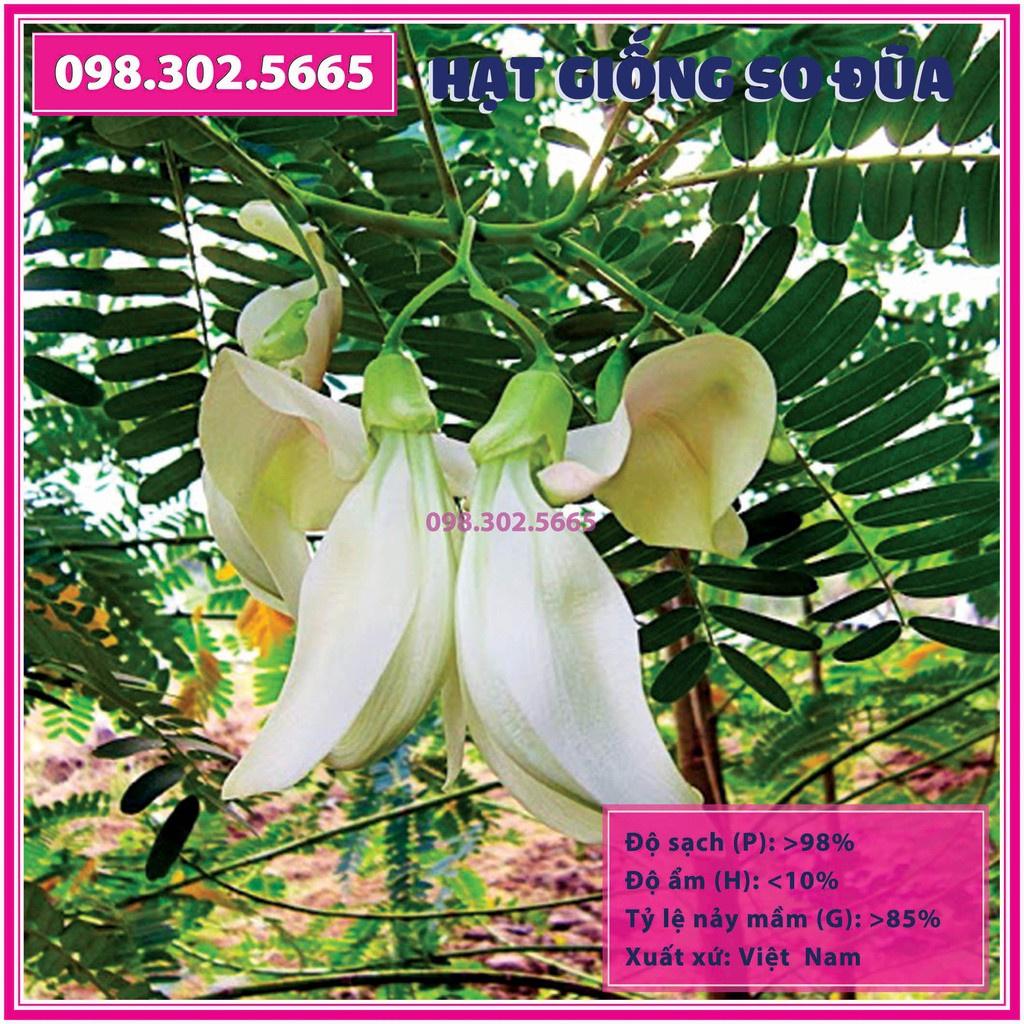 Gói 100 g Hạt giống cây so đũa tứ quý thái