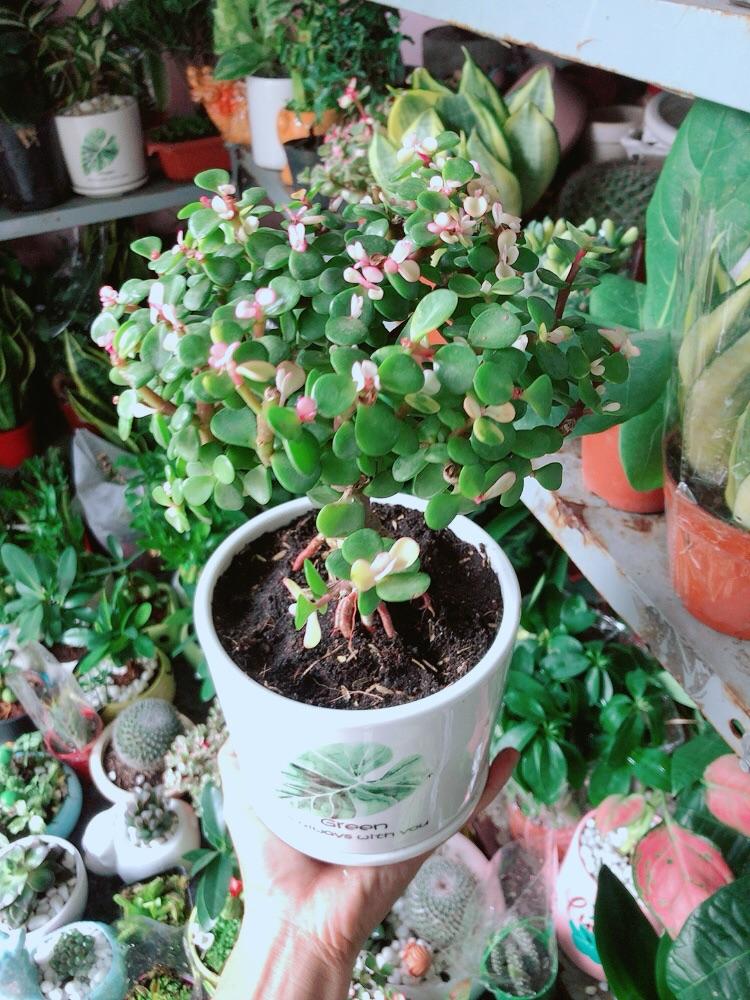 Chậu Cây Cành Vàng Lá Ngọc Cổ Thụ