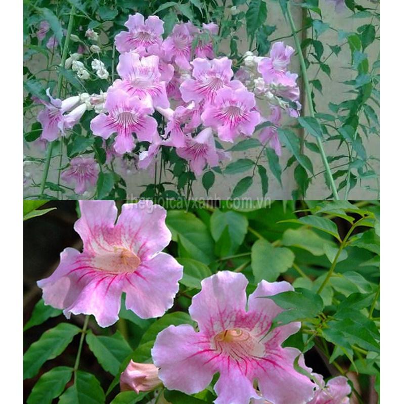 HOA LEO HỒNG THIÊN HƯƠNG- cây giống