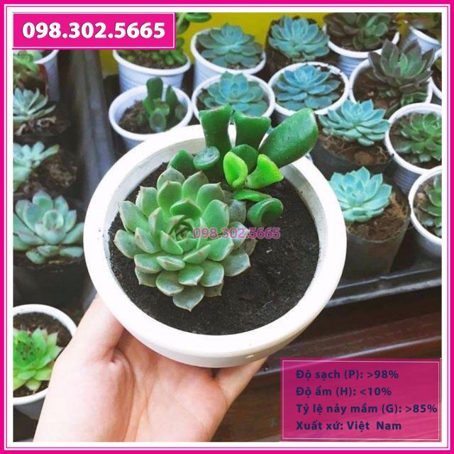 HẠT GIỐNG SEN ĐÁ MIX GÓI 20 HẠT