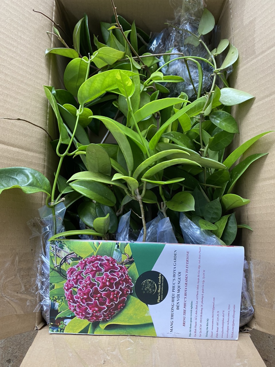 Combo 11 loại cây giống Cẩm cù khác nhau, hoa thơm, loại siêng hoa kích thước 25cm đến 45cm