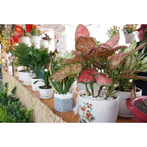 CHẬU CÂY NHƯ Ý,LOÀI CÂY SANG TRỌNG, QUÝ PHÁI, VƯỢNG TÀI LỘC CHO GIA CHỦ + Tặng 01 cây dâu da đất