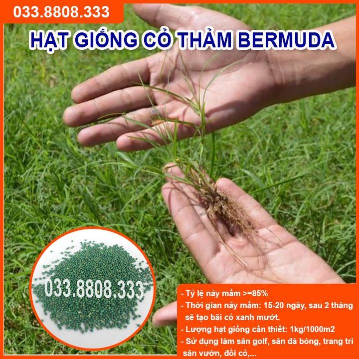HẠT GIỐNG CỎ THẢM BERMUDA XANH 400gram - CỎ THẢM CẢNH, CỎ TRANG TRÍ SÂN VƯỜN