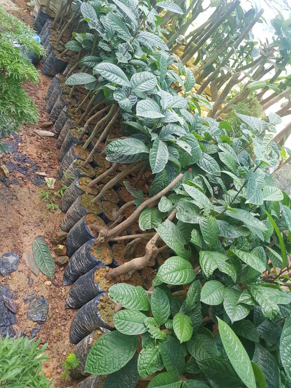 Cây trà hoa vàng, trà hoa vàng, dược liệu quý