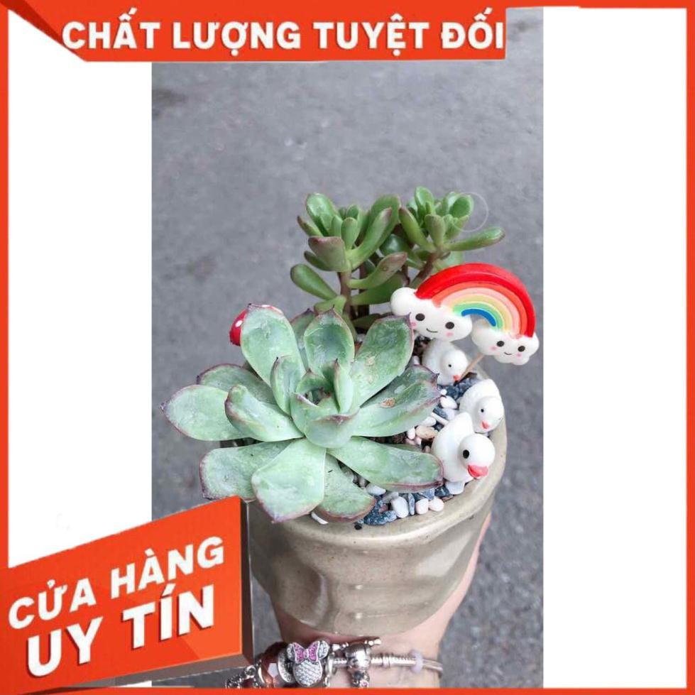 Chậu sen đá tiểu cảnh Nhiều Người Mua