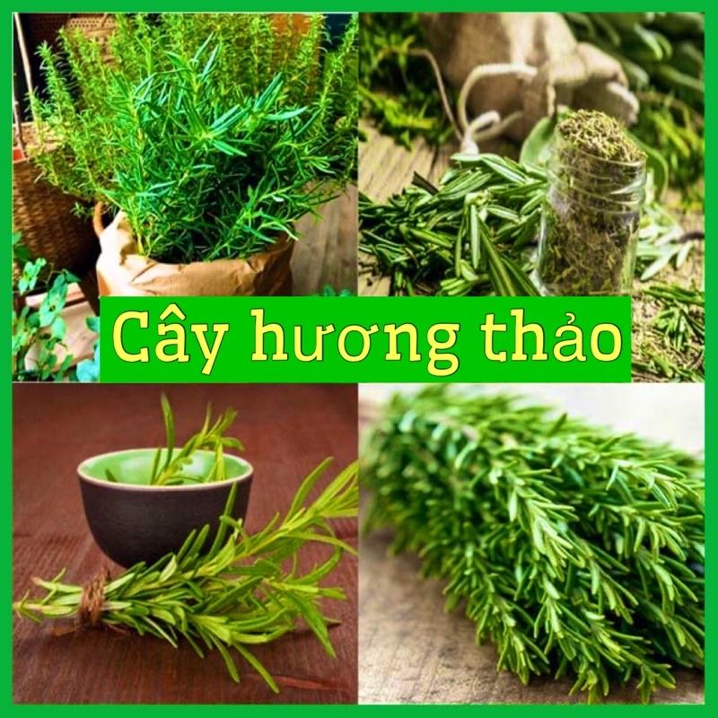 Chậu cây hương thảo  cao 25-30cm tán rộng nhiều cành lá mùi thơm