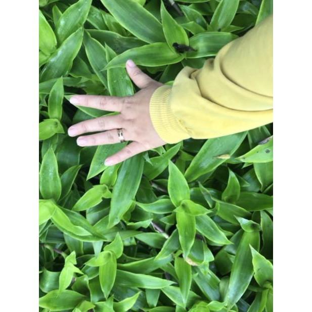 Cây Lược Vàng Tươi 1KG