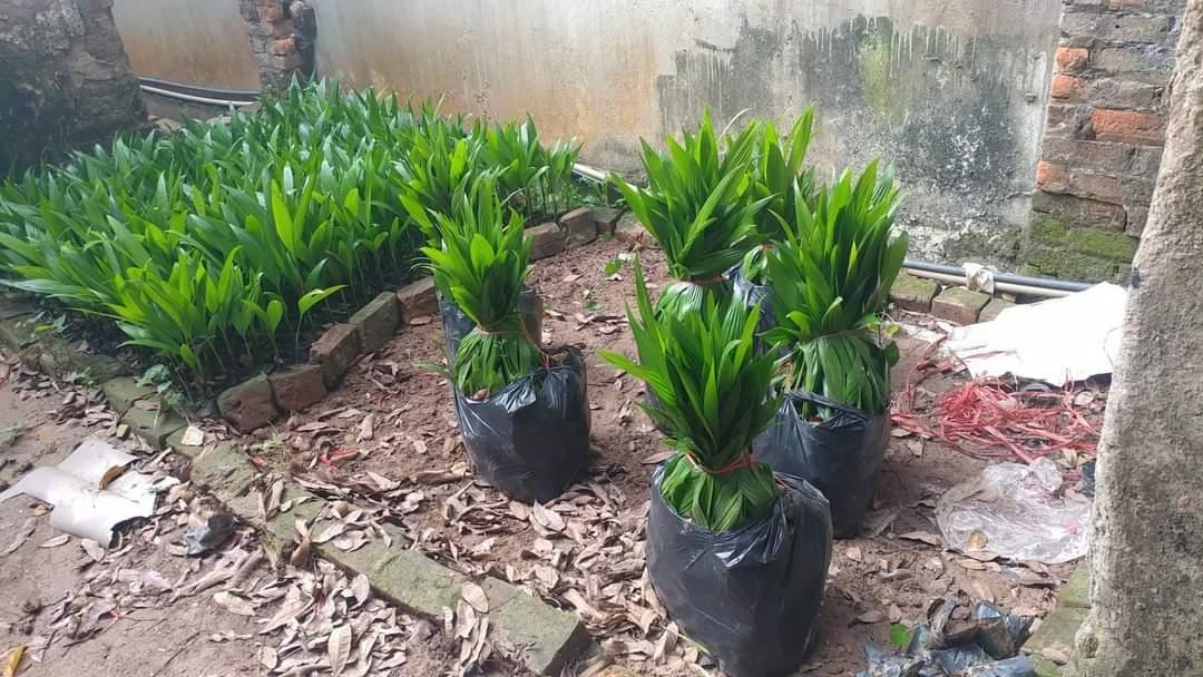 Combo 10 cây cau giống