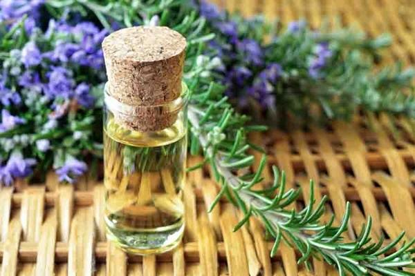 CÂY GIỐNG HƯƠNG THẢO TRỒNG CHẬU CAO 1M