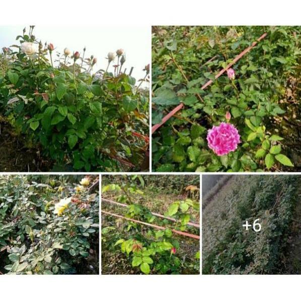 Sỉ 05 Gốc Hoa Hồng Nội Rễ Trần Siêu Đẹp