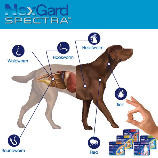 1 viên NexGard Spectra xổ giun, diệt ghẻ, ve rận, bọ chét