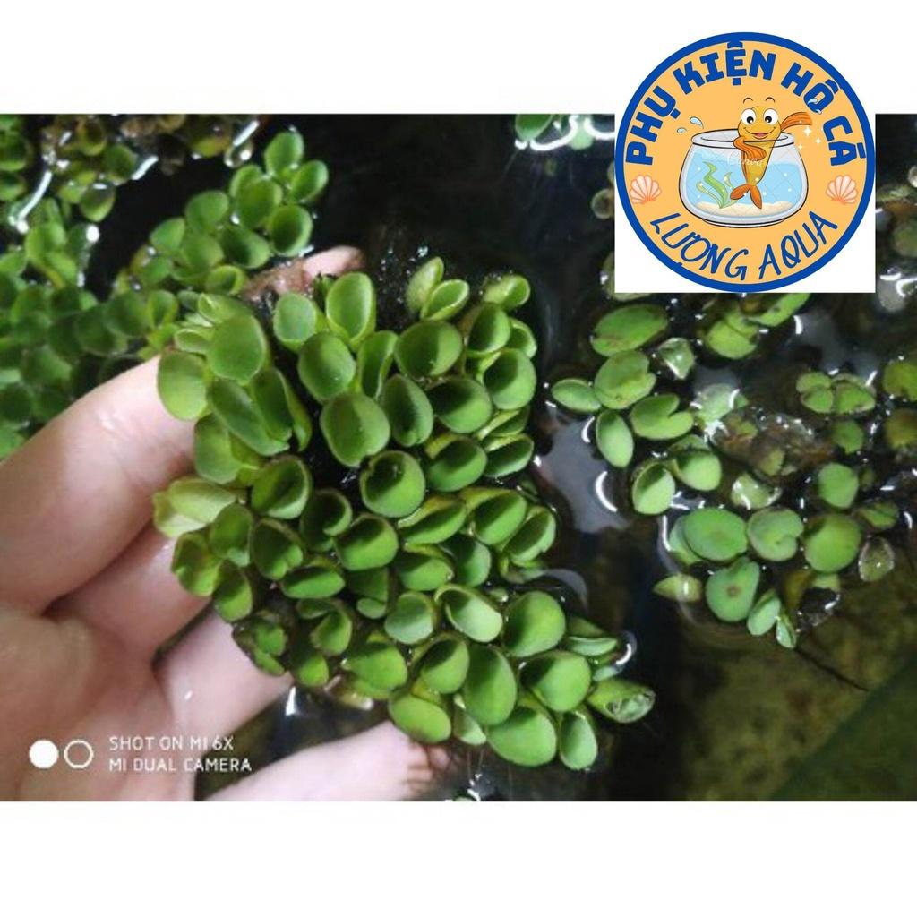 5 nhánh Bèo tai chuột,bèo thủy sinh lọc nước,phụ kiện trang trí hồ cá cảnh thủy sinh hòn non bộ