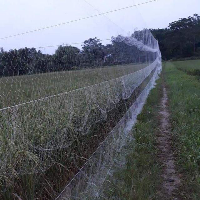 Lưới bẫy chim cu cao 7m Siêu rẻ, siêu đẹp, siêu chất lượng