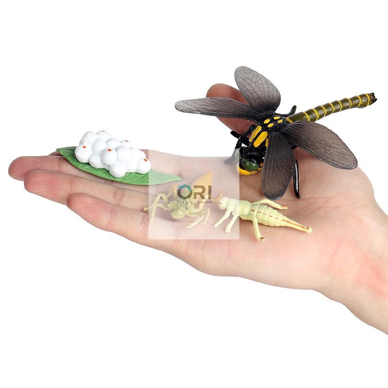 Mô hình vòng đời của Chuồn Chuồn - Học liệu Montessori - Dragonfly life cycle