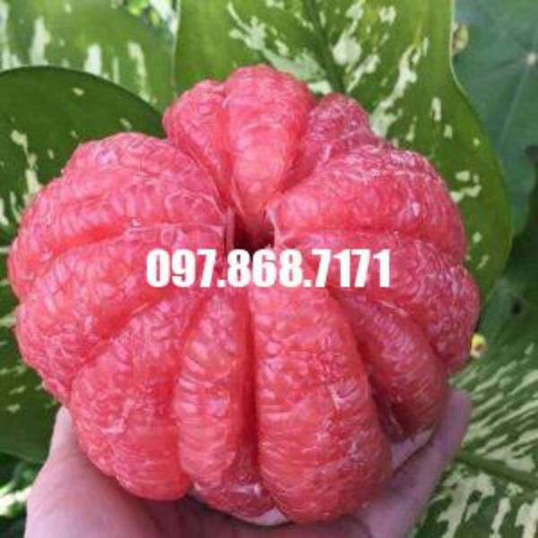 Bười Ruby Thái Lan