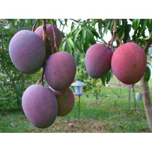 Xoài tím miền nam giống cây XOÀI TÍM MIỀN NAM ghép, cây giống to khỏe, quả to đẹp năng suất cao