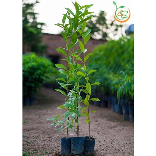 BẦU GIỐNG CÂY HOA ĐẠI ĐỎ