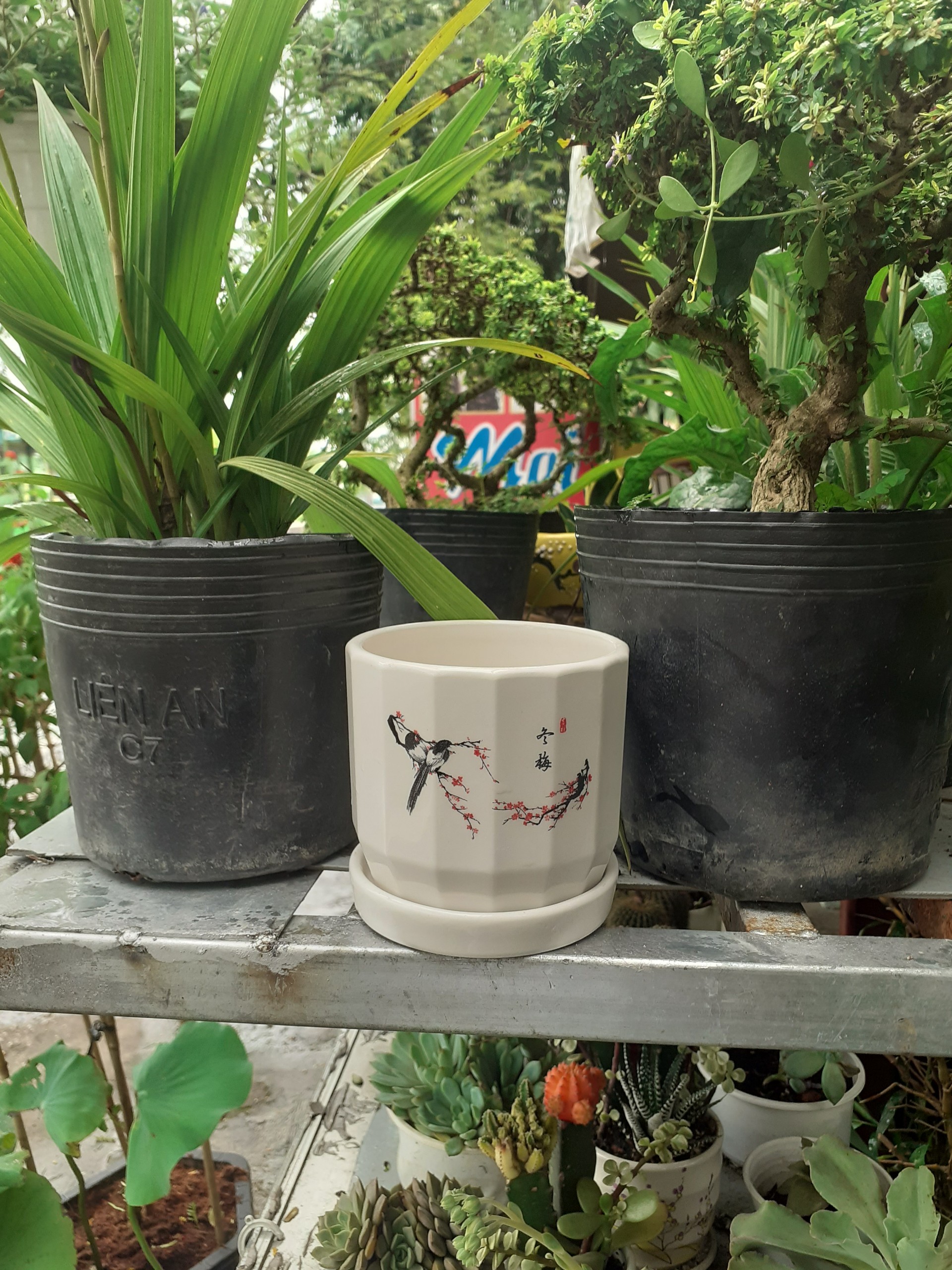 Chậu sứ tròn kèm dĩa đôi chim uyên ương giữa mùa xuân.