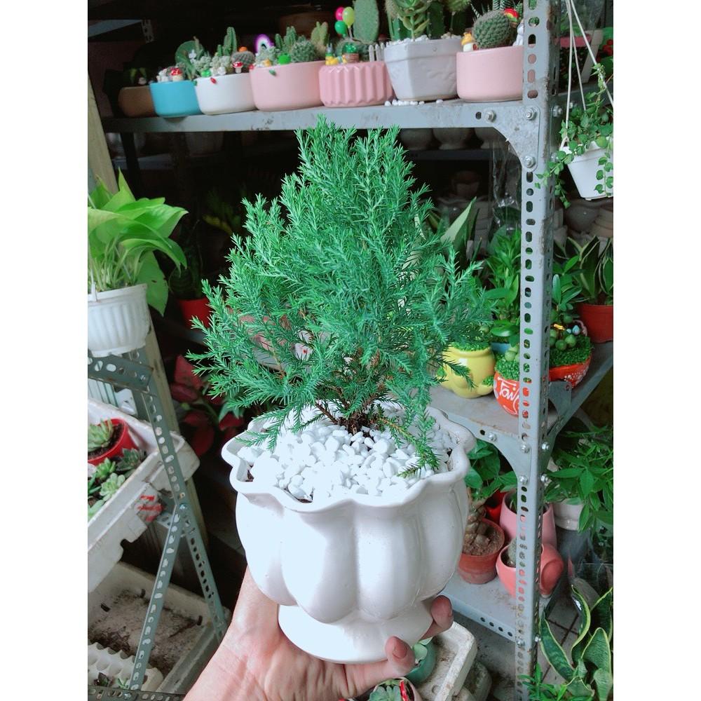 Cây Tùng Bồng Lai Chậu Sứ
