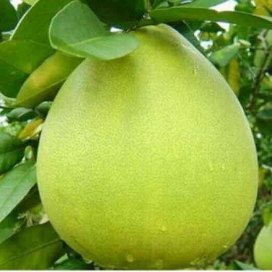 Cây giống bưởi năm roi