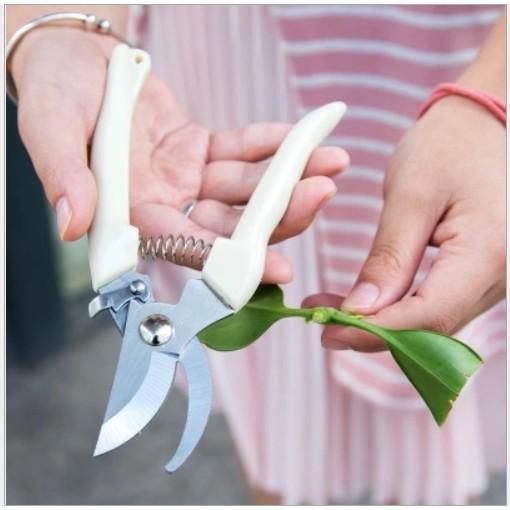 KÉO CẮT TỈA CÀNH CÂY
