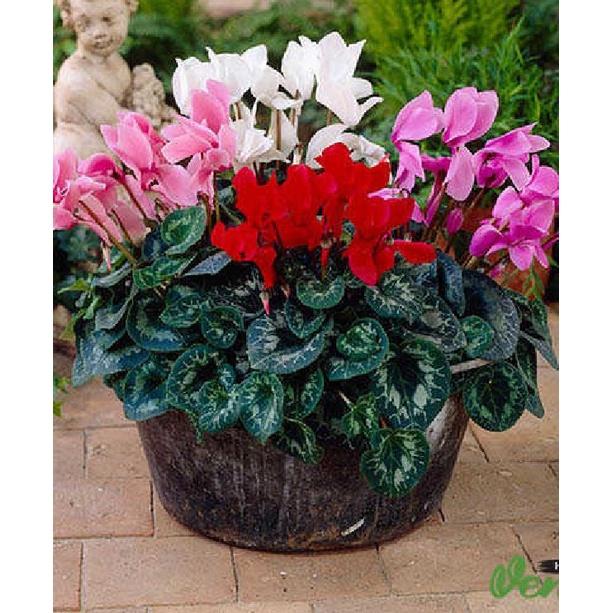 Hạt giống hoa anh thảo nhiều màu- gói 10 hạt