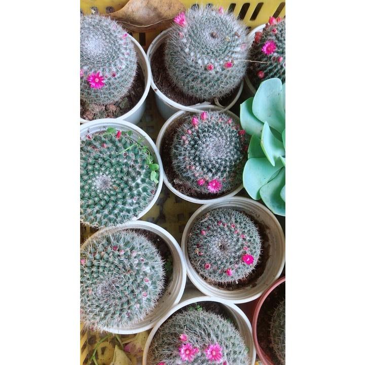 Xương Rồng 70k/chậu