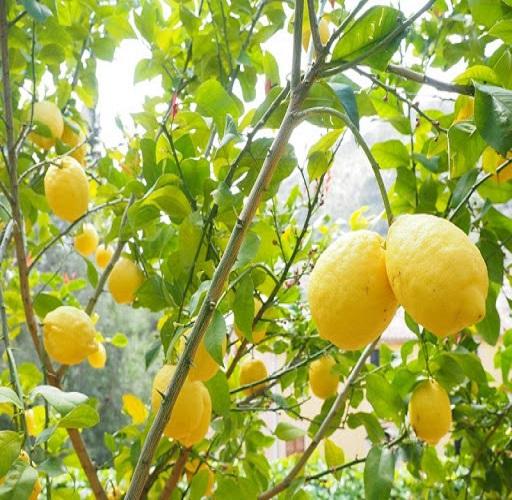 CÂY CHANH VÀNG HAWAI MỸ CHẤT LƯỢNG UY TÍN