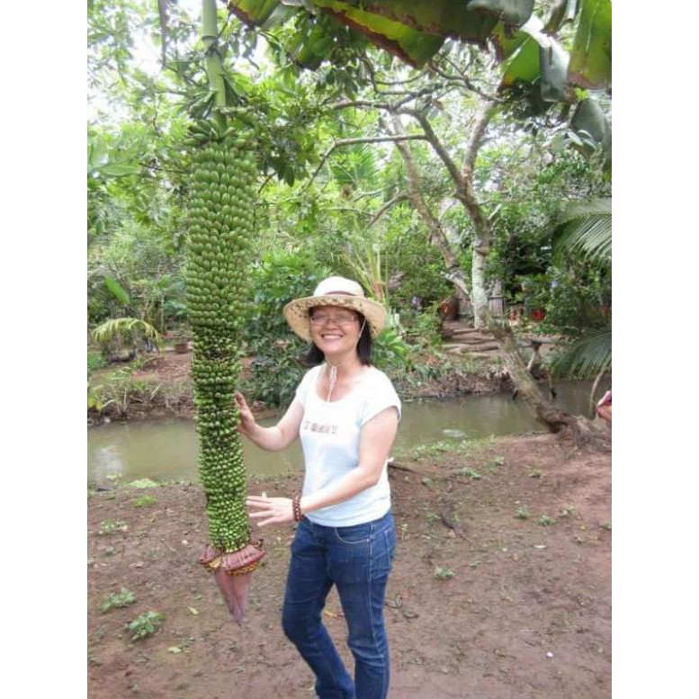 Cây Giống Chuối trăm nải cấy mô