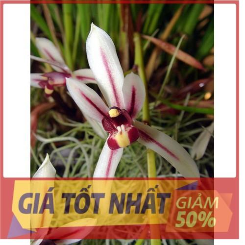 COMBO 5 THÂN Địa lan kiếm lá cứng vùng tây bắc . hoa vô cùng đẹp, vòi bông dài gần 1m UY TÍN CHẤT LƯỢNG