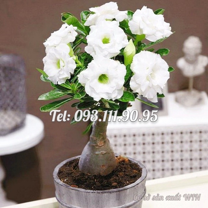 Hạt giống hoa sứ kép Thái Lan - Bịch 10 hạt – Mã số 1552