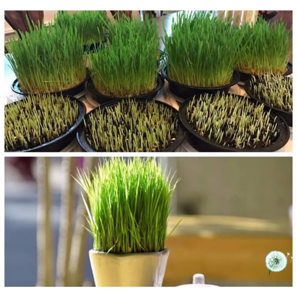 Hạt Giống Cỏ Mèo ăn