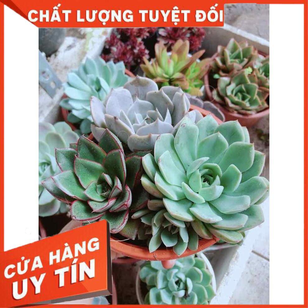 Sen đá mix 3 cây lớn Nhiều Người Mua