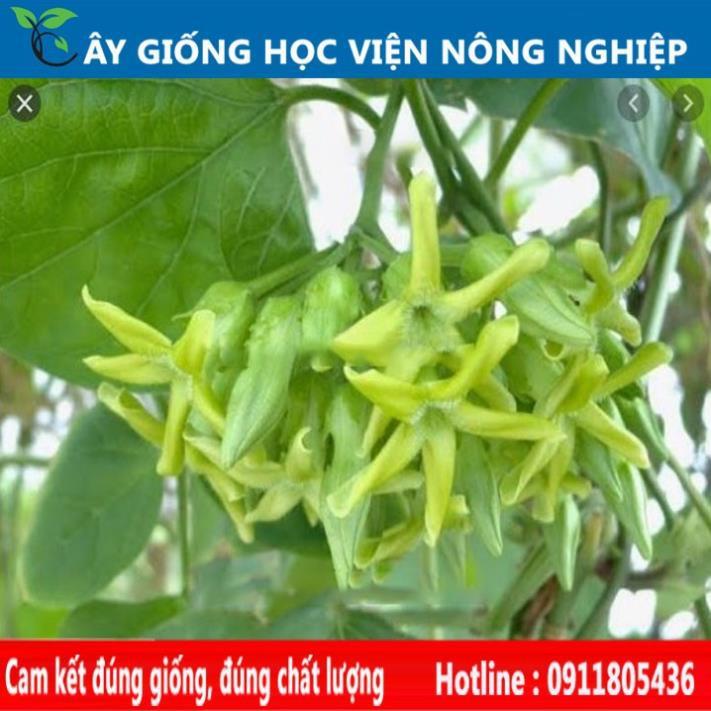 Sản phẩm Cây Ăn Trái giống cây thiên lý siêu hoa năng suất cao