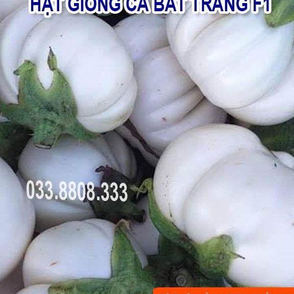 HẠT GIỐNG CÀ BÁT TRẮNG QUẢ TRÒN - QUẢ TO ĐẸP