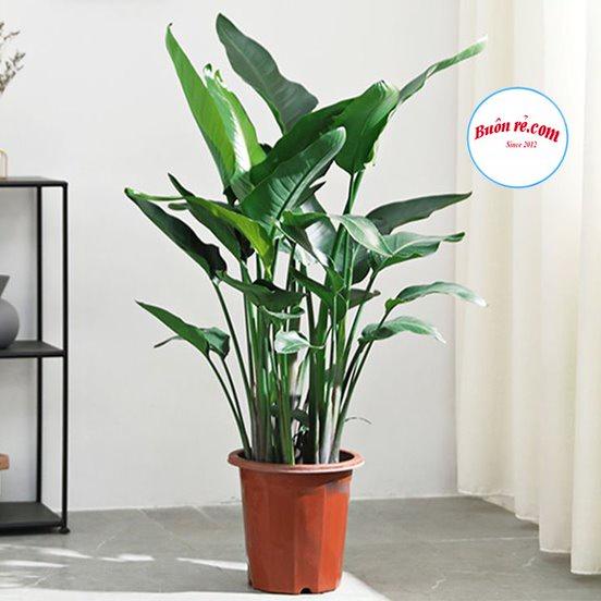 Chậu nhựa tròn trồng hoa, cây cảnh Việt Nhật) - Chậu nhựa giả gỗ trồng hoa, rau dáng đứng sang trọng